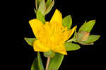 Myrtleleaf St. Johnswort